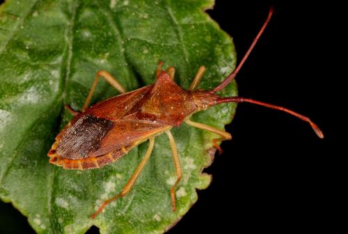 Gonocerus acuteangulatus