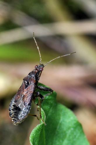Réf. 69 387 : Himacerus mirmicoides