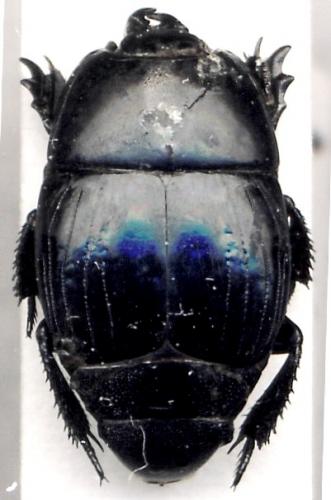 Hister quadrimaculatus