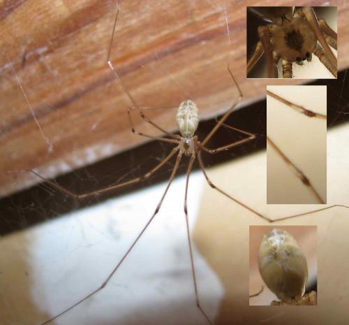 Pholcus phalangioides