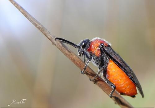 Dolerus sp.