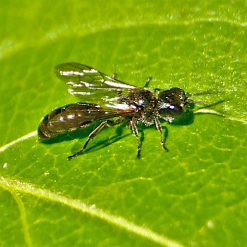 Pemphredon sp.