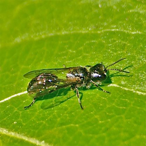 Pemphredon sp.