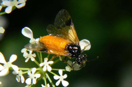 Réf. 69 637 : Arge cyanocrocea