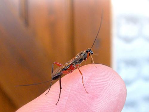Réf. 69 634 : Helcon sp.