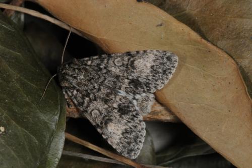 Réf. 69 146 : Subacronicta megacephala