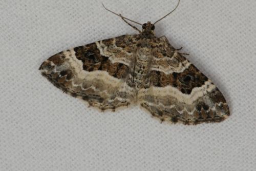 Epirrhoe alternata