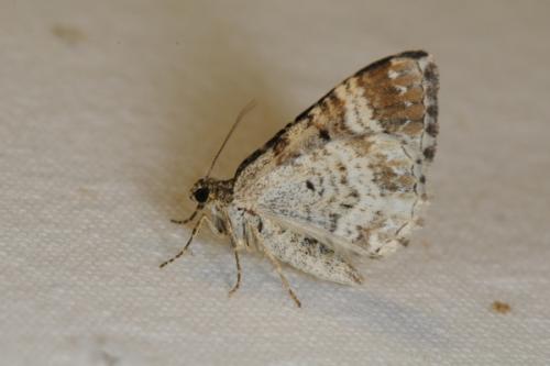 Epirrhoe alternata