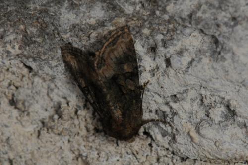 Réf. 69 604 : Oligia sp.