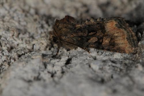 Réf. 69 605 : Oligia sp.