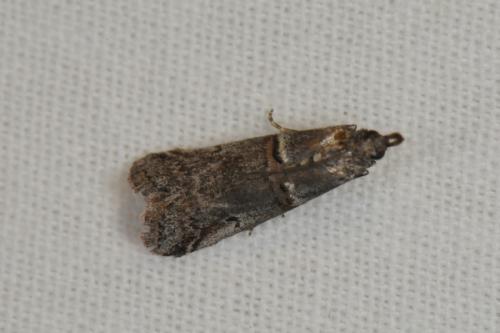 Réf. 69 709 : Acrobasis obliqua