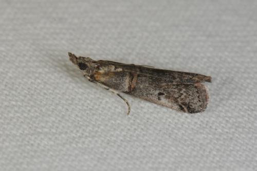 Acrobasis obliqua