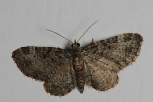 Réf. 69 889 : Pasiphila chloerata