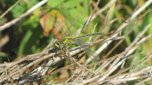 Gomphus pulchellus