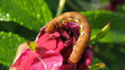 Erannis defoliaria