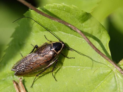Ectobius sylvestris