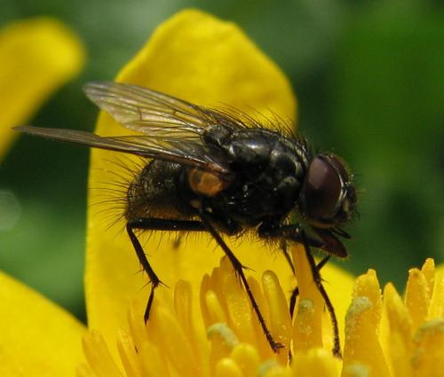 Réf. 69 016 : Phaonia serva
