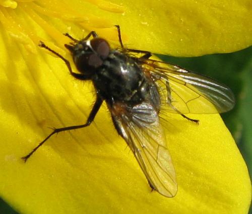 Réf. 69 017 : Phaonia serva