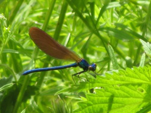 Réf. 69 264 : Calopteryx virgo meridionalis