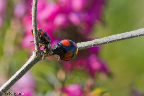 Harmonia axyridis