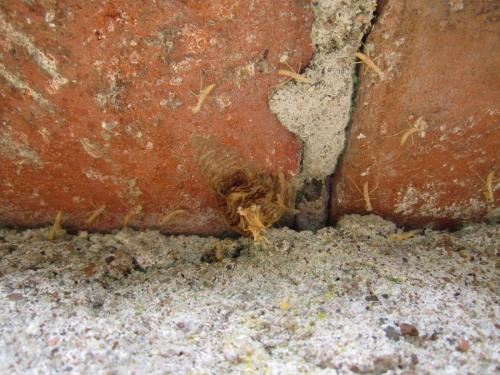 Réf. 69 945 : Mantis religiosa