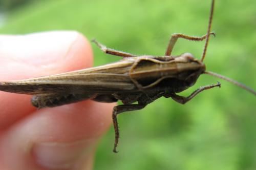 Omocestus viridulus