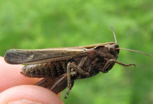 Omocestus rufipes