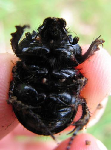 Typhaeus typhoeus