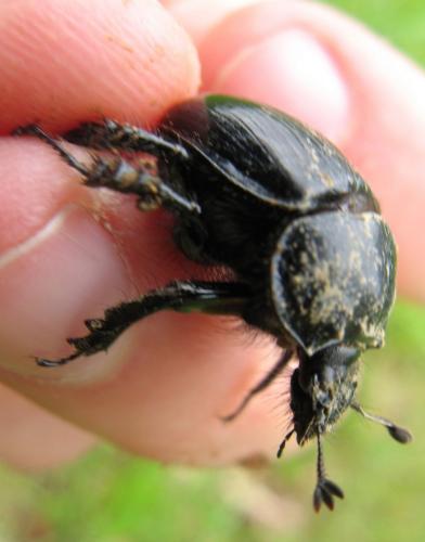 Typhaeus typhoeus