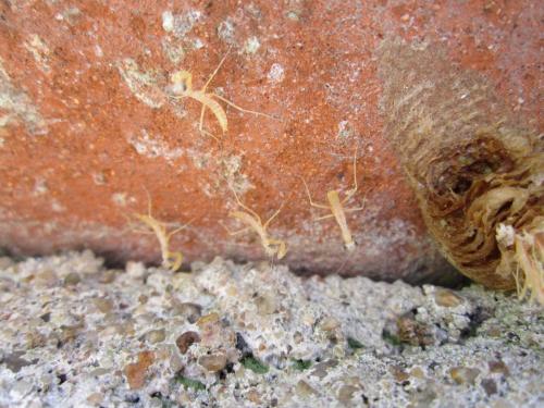 Réf. 69 950 : Mantis religiosa