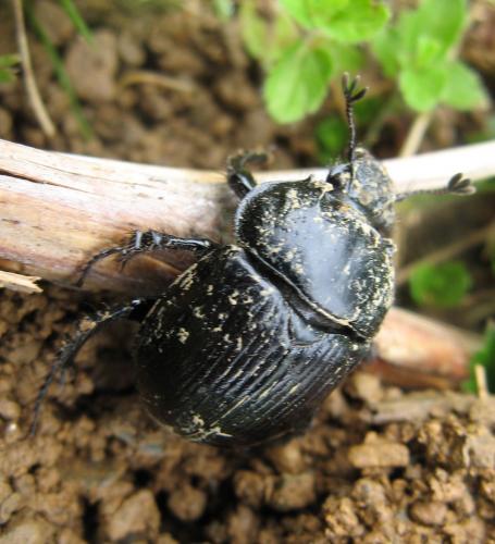 Réf. 69 346 : Typhaeus typhoeus