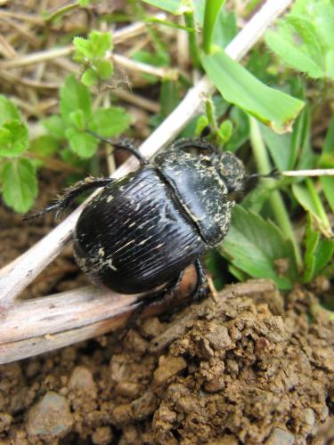Réf. 69 347 : Typhaeus typhoeus