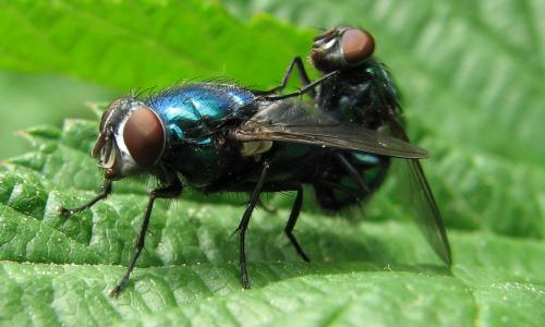 Lucilia sp.