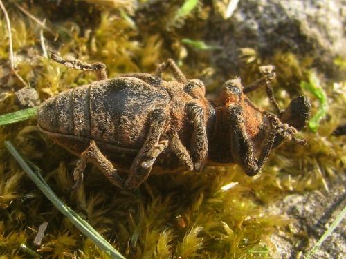 Pseudocleonus cinereus