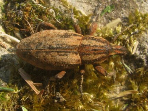 Pseudocleonus cinereus