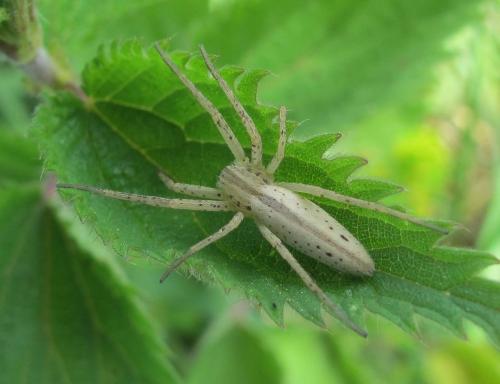 Tibellus oblongus maculatus