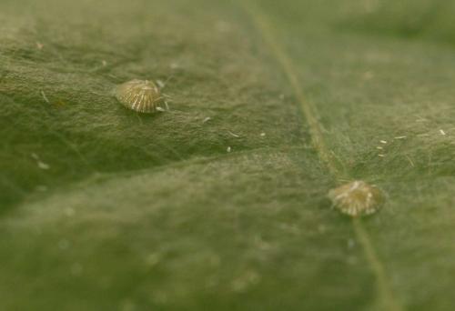 Pseudoips prasinana