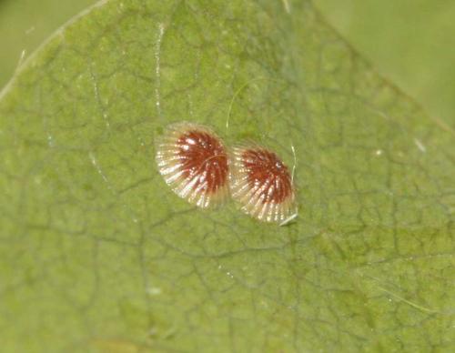Réf. 69 798 : Pseudoips prasinana