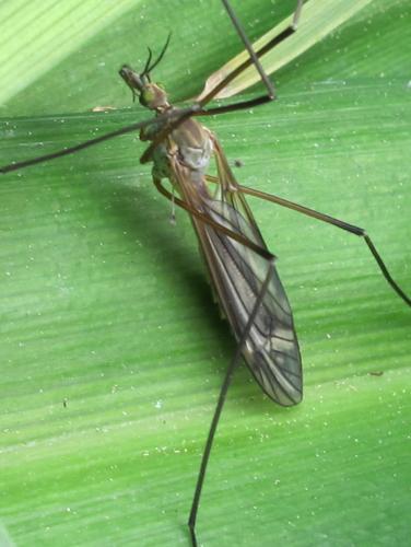 Tipula vernalis