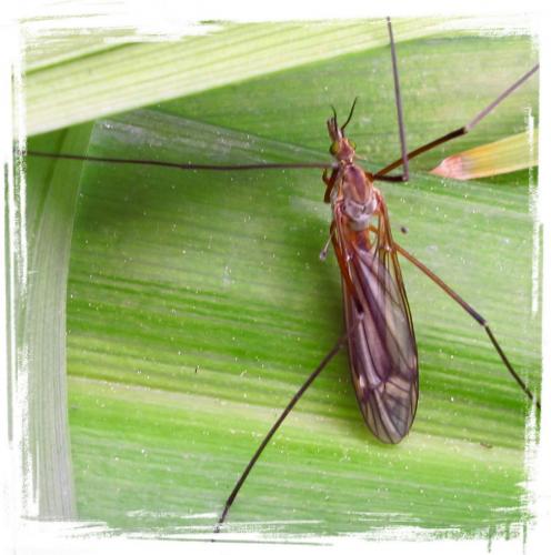 Tipula vernalis