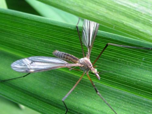 Tipula vernalis