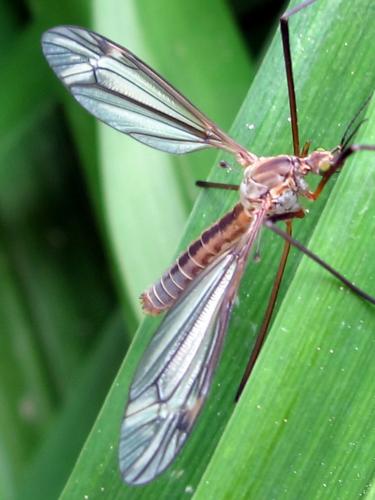Tipula vernalis
