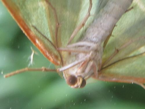 Réf. 69 937 : Hylaea fasciaria