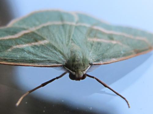 Réf. 69 824 : Hylaea fasciaria
