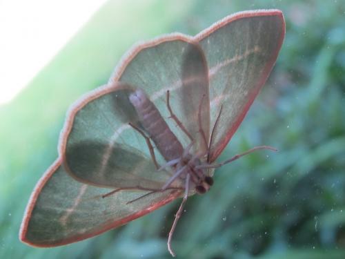Réf. 69 825 : Hylaea fasciaria