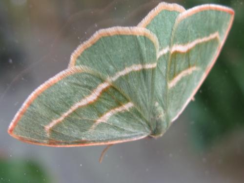 Réf. 69 826 : Hylaea fasciaria