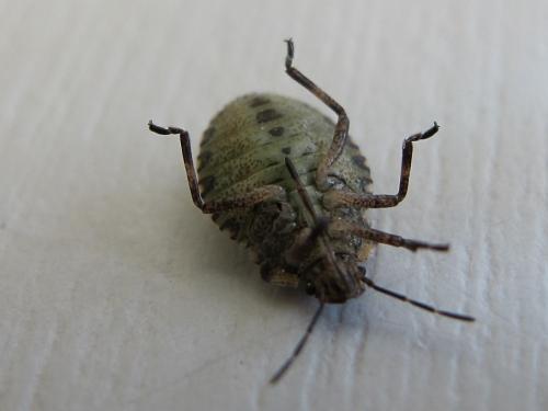 Pentatoma rufipes