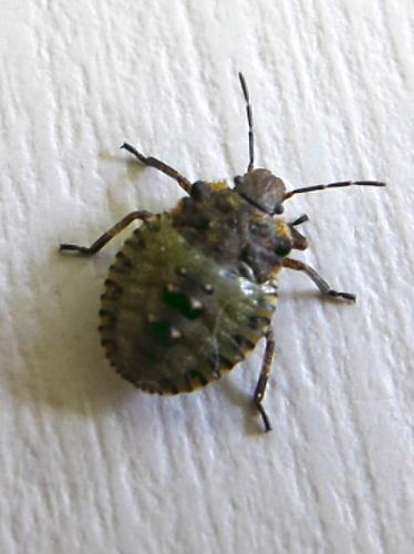 Réf. 69 959 : Pentatoma rufipes