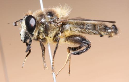 Réf. 69 552 : Criorhina ranunculi