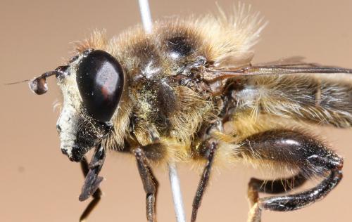 Réf. 69 553 : Criorhina ranunculi